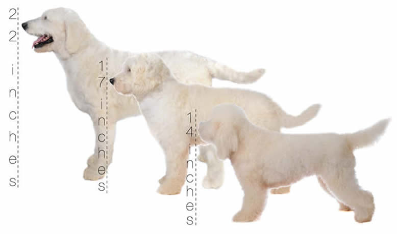 Schnoodle Size Chart