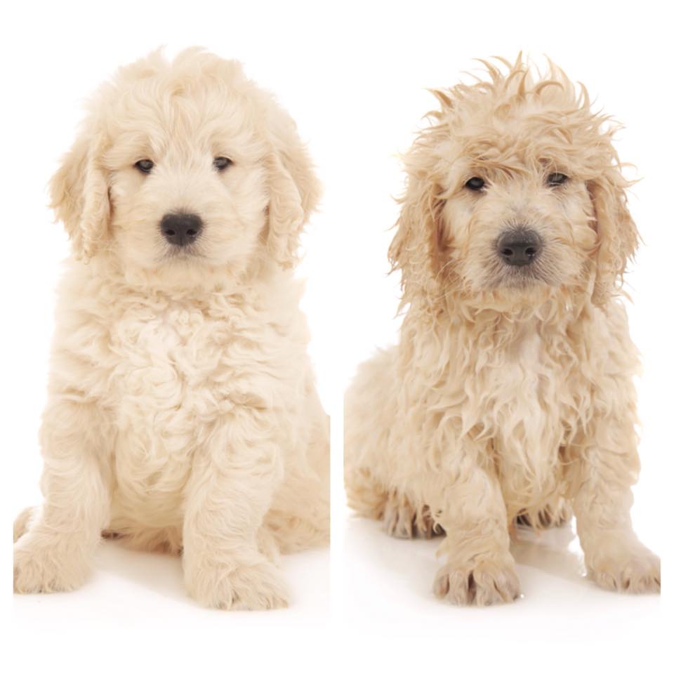 how often should a goldendoodle be groomed