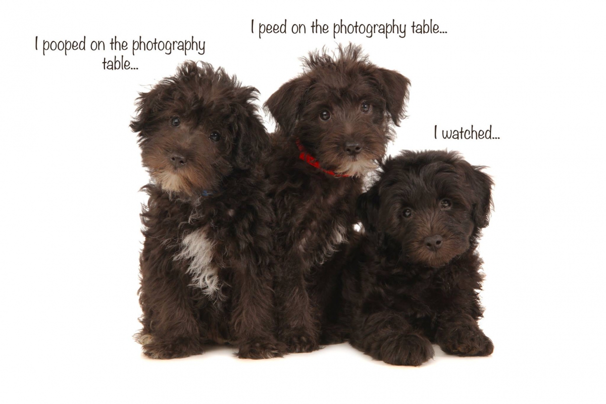 teddy bear schnoodles alabama