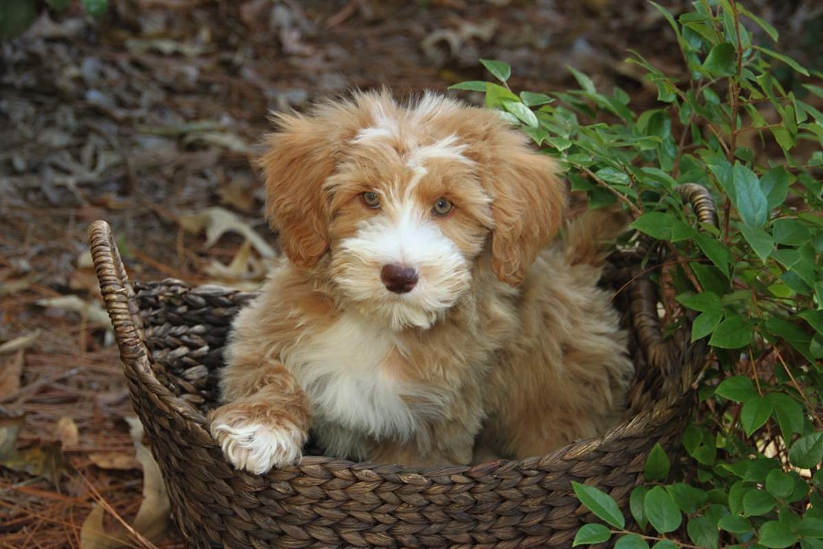 schnoodles for sale near me