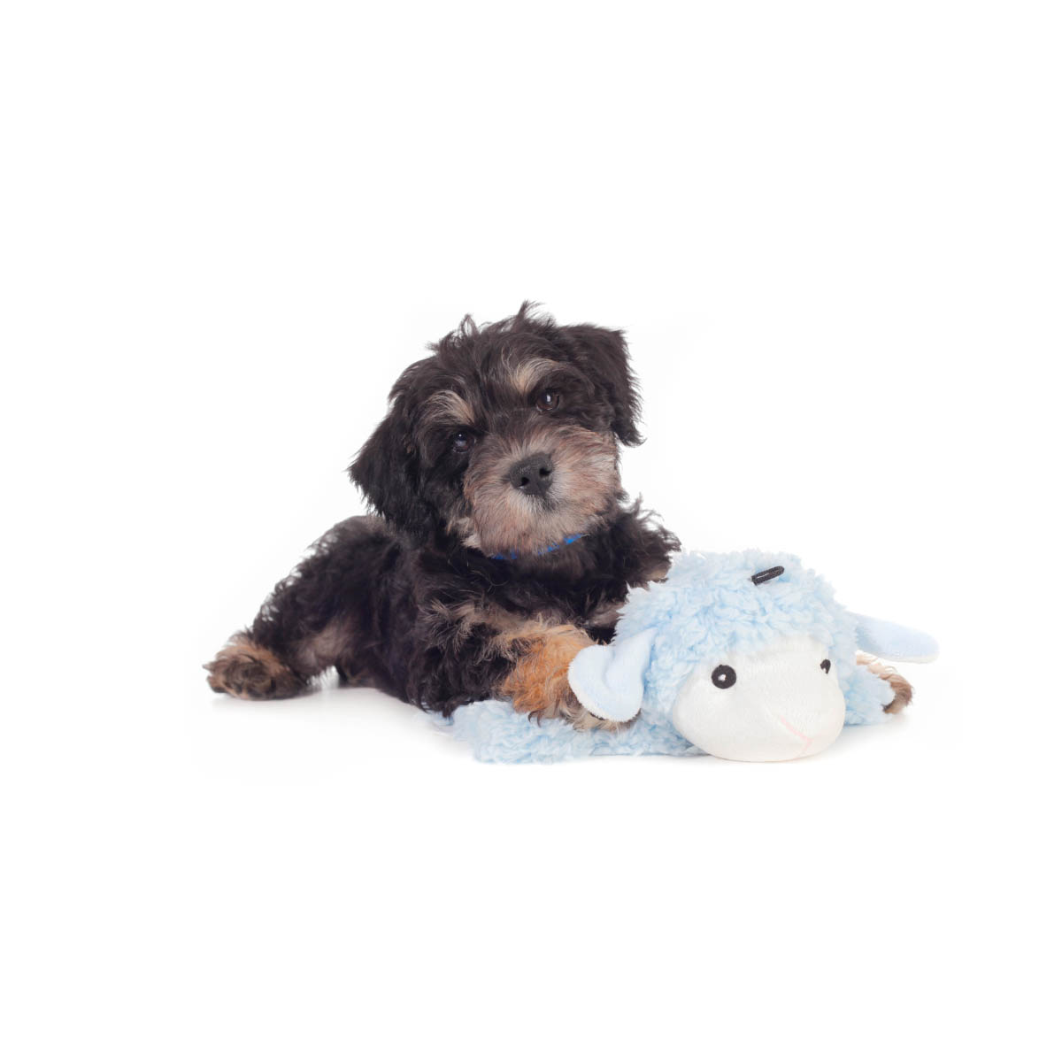 smeraglia's teddy bear schnoodles