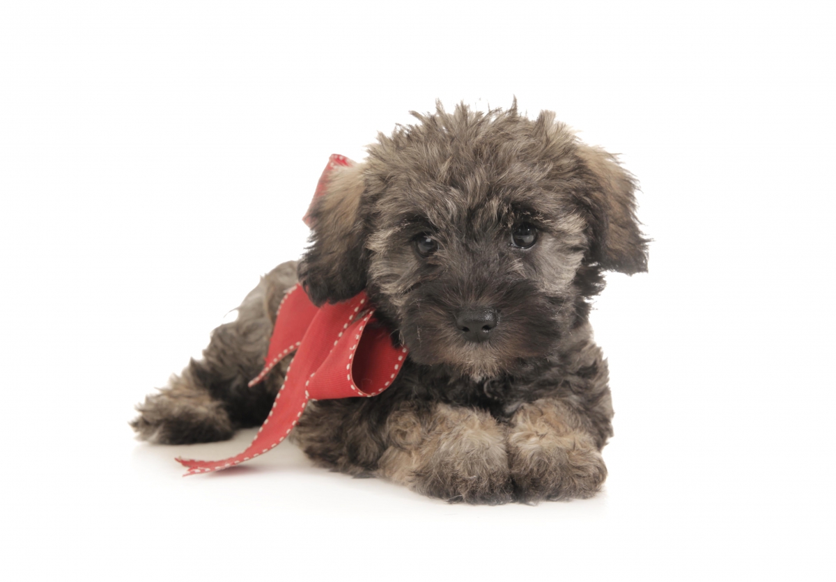 teddybear schnoodles smeraglia