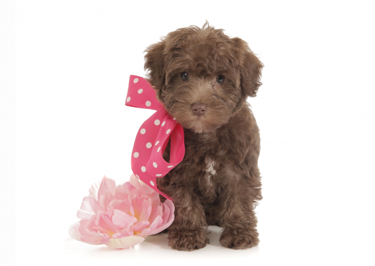 smeraglia's teddy bear schnoodles