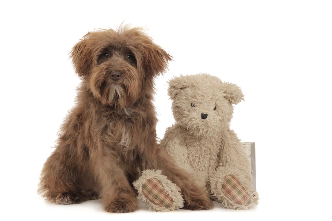 giant teddy bear schnoodles for sale