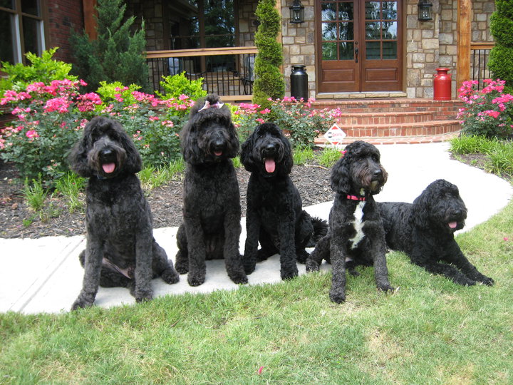 giant schnoodles for sale near me