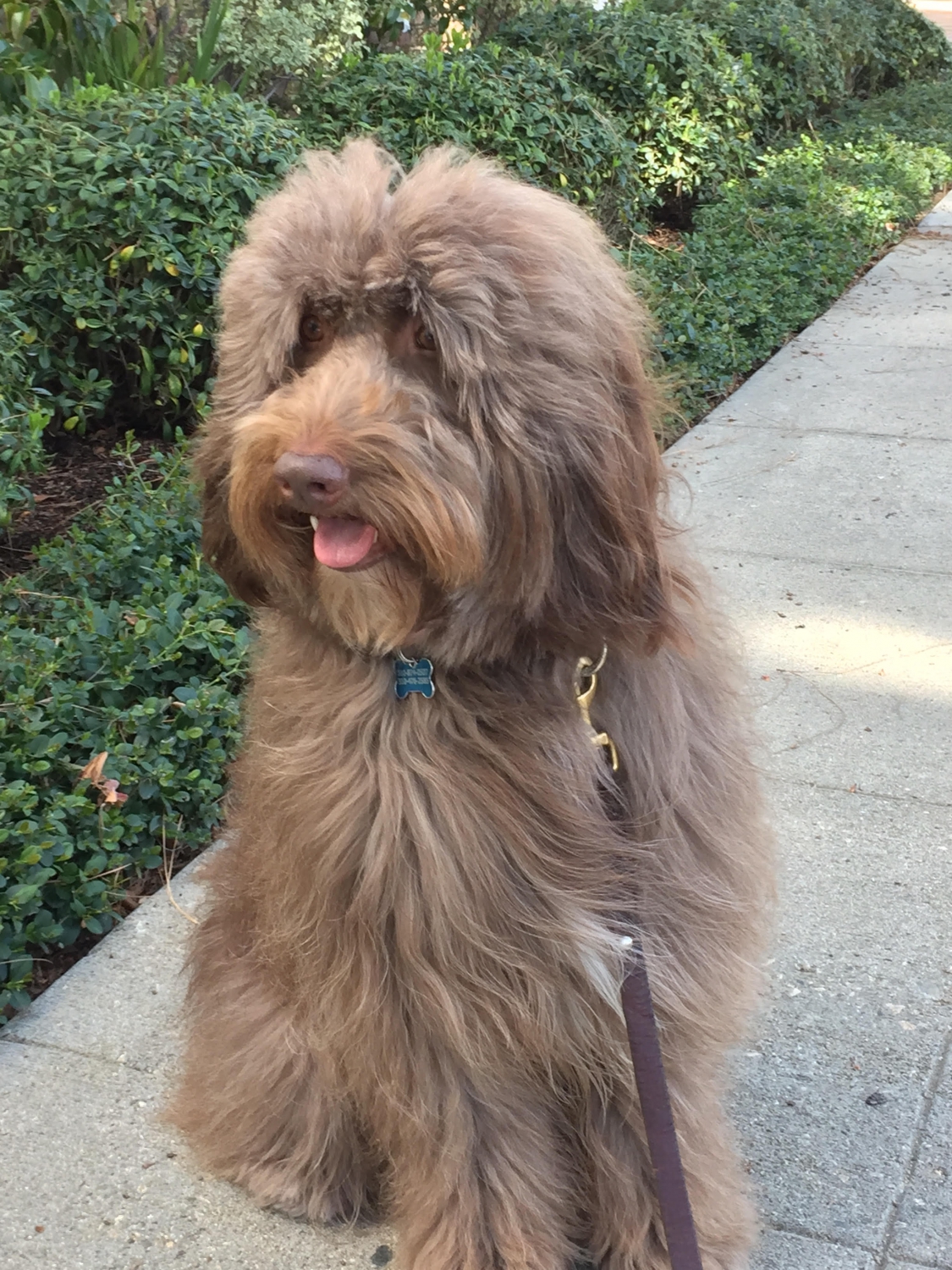 giant schnoodles for sale near me