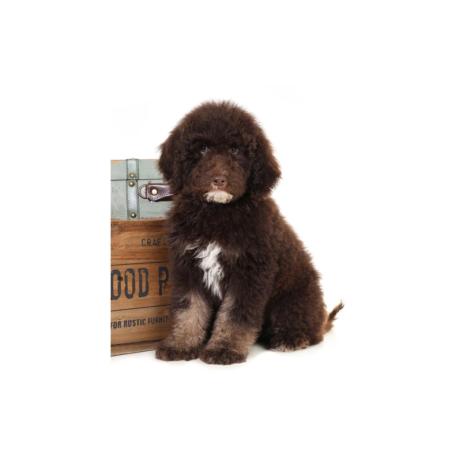 annabelle teddy bear