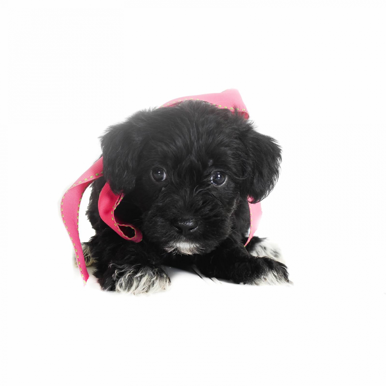 toto dog teddy
