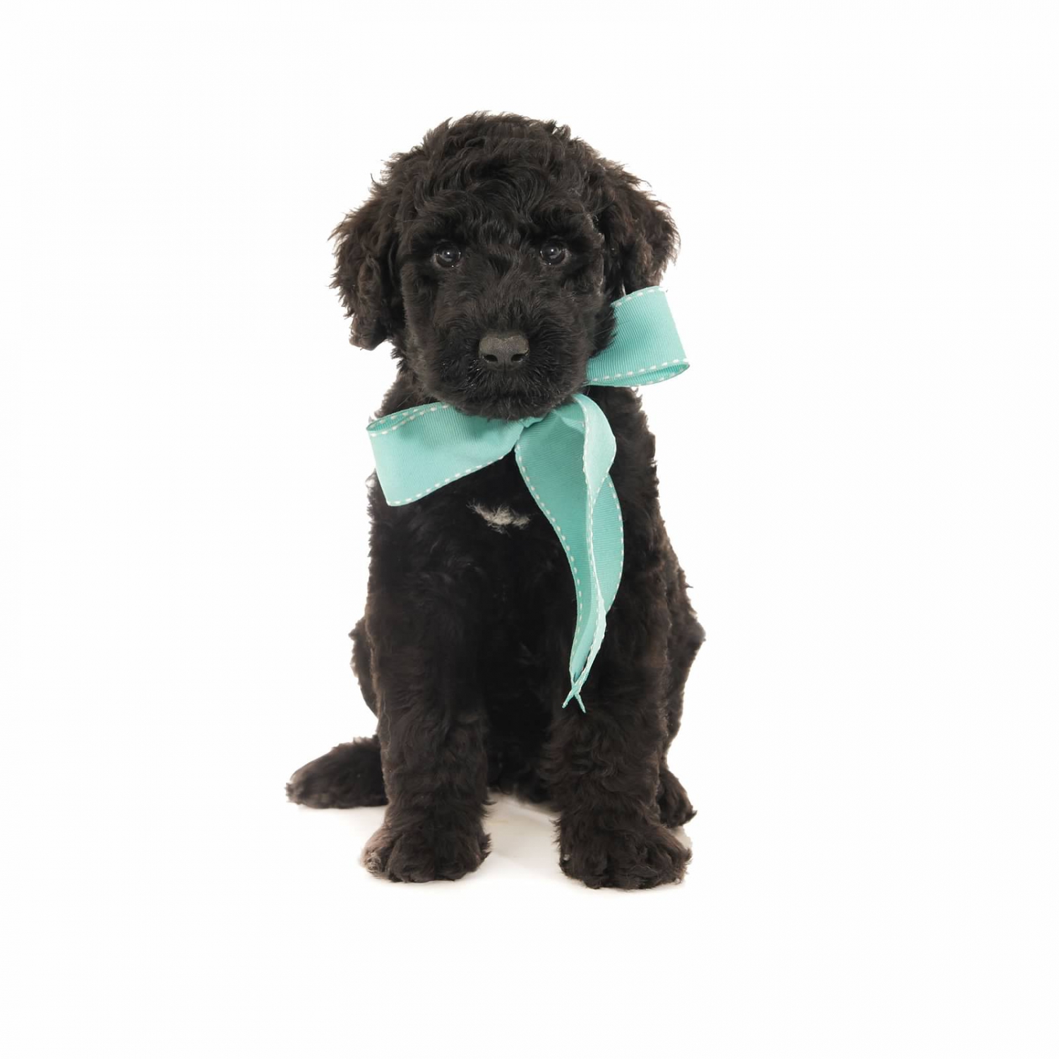 schnoodle puppies florida teddy schnoodles florida breeds picture schnoodle puppies florida teddy schnoodles florida breeds picture