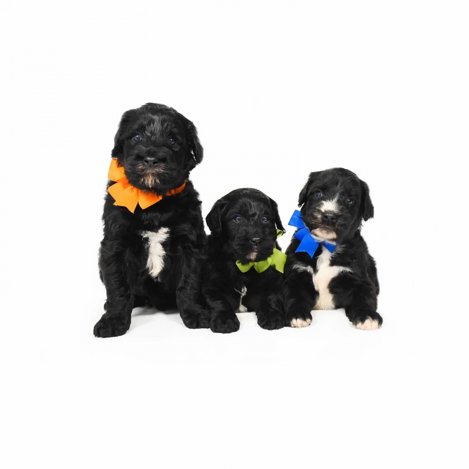 teddybear schnoodles smeraglia