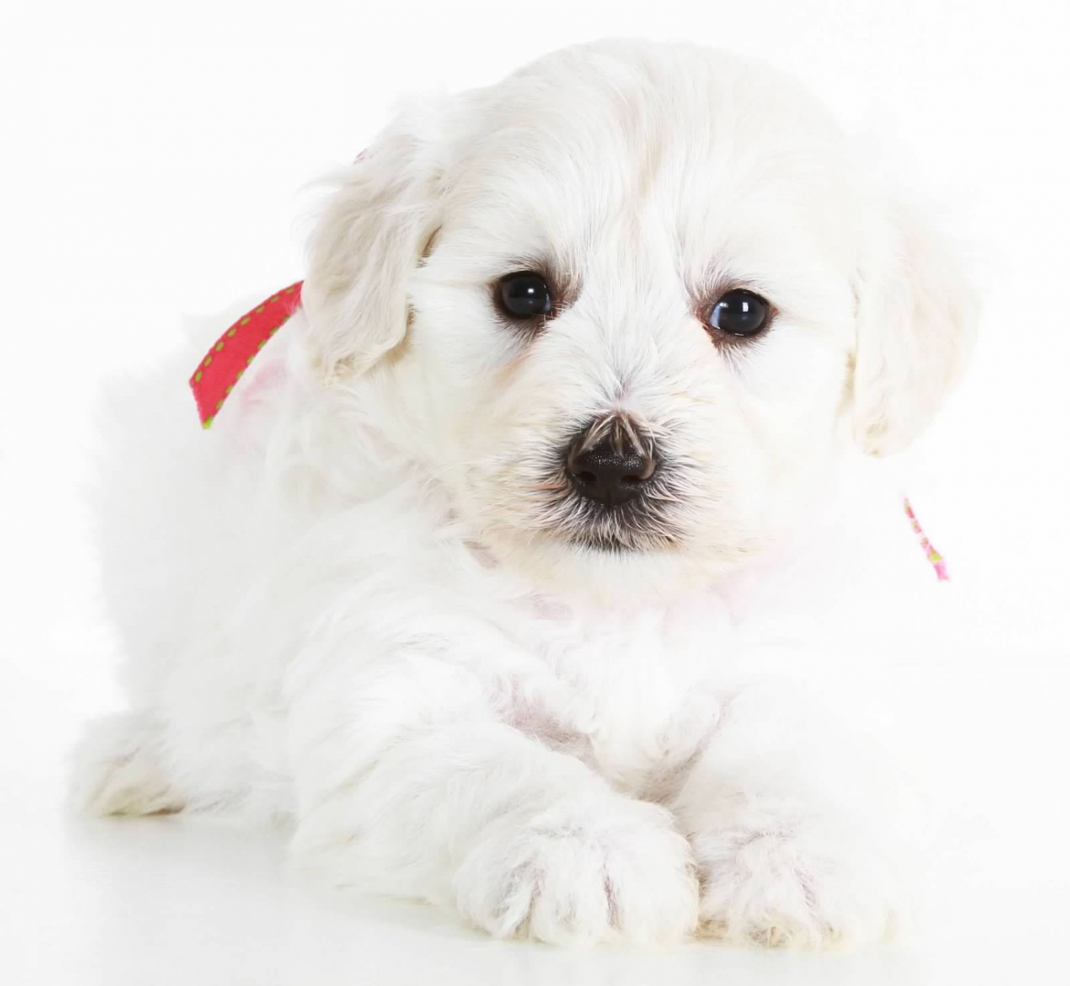 teddybear schnoodles smeraglia