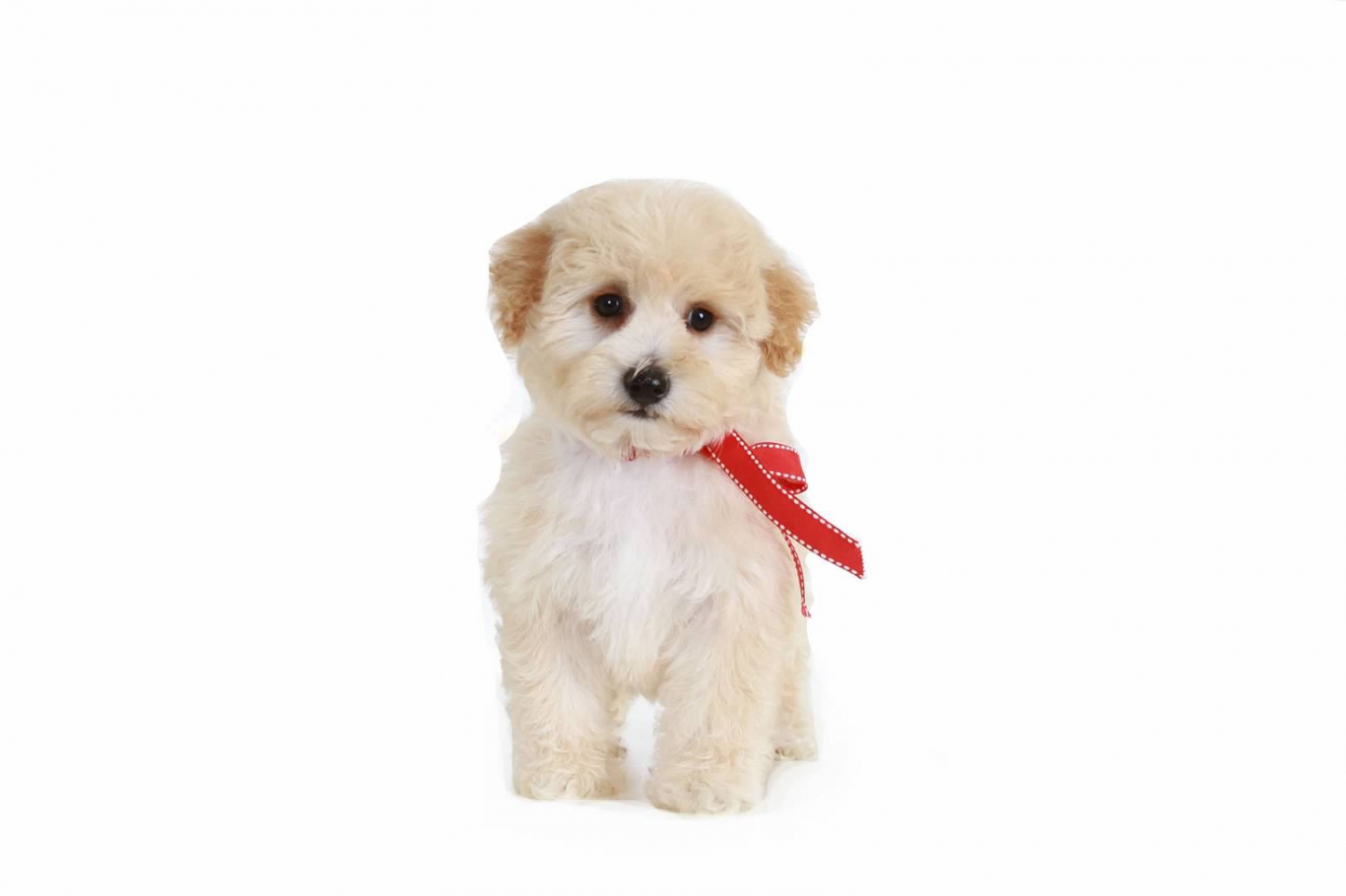 smeraglia's teddy bear schnoodles