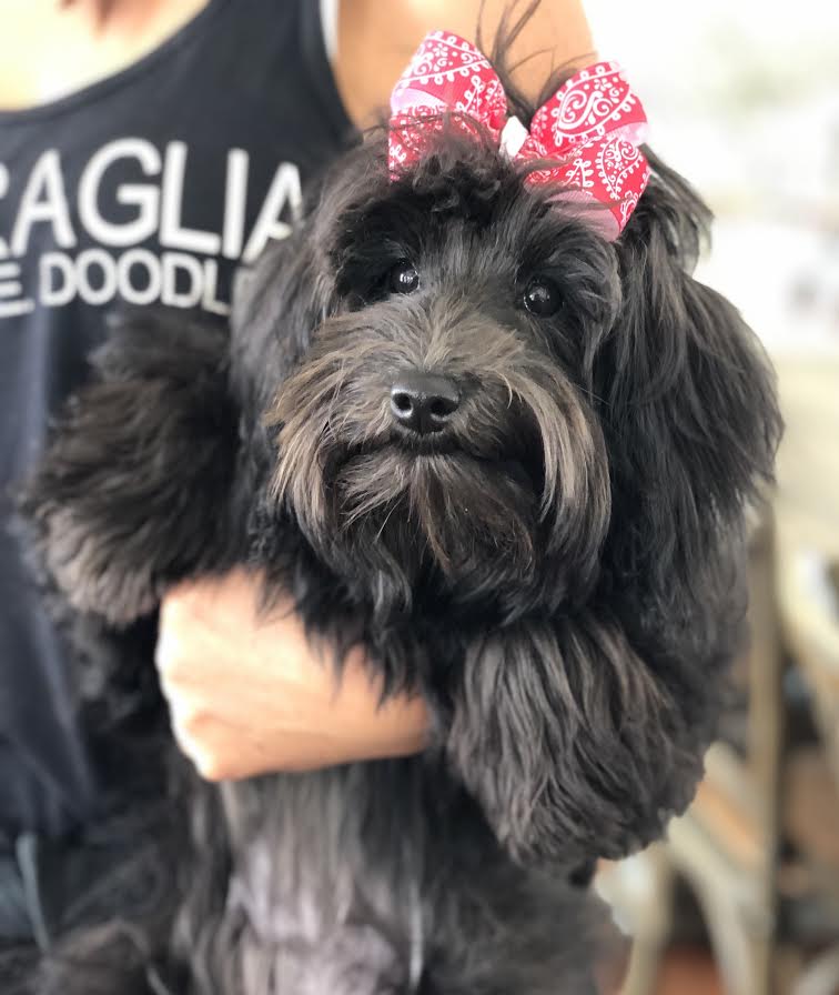 teddybear schnoodles smeraglia