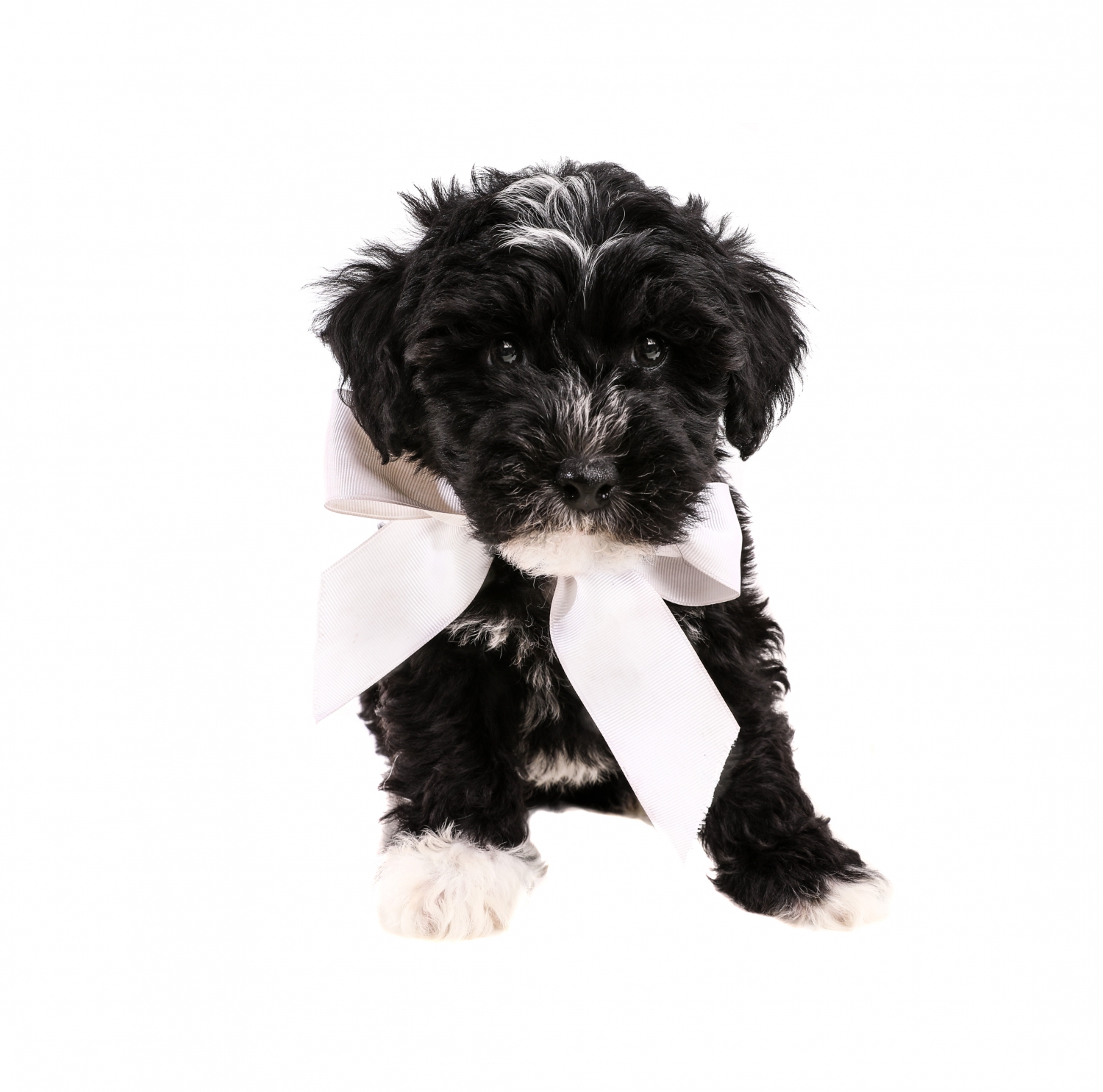 smeraglia's teddy bear schnoodles