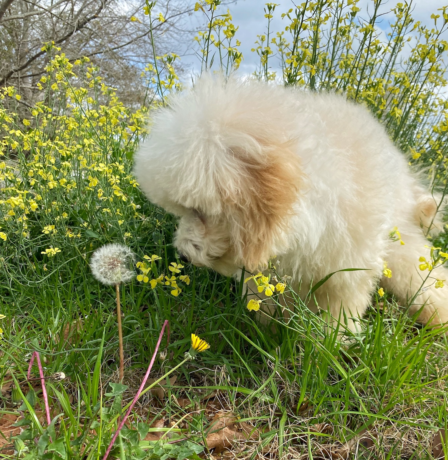 teddybear schnoodles smeraglia