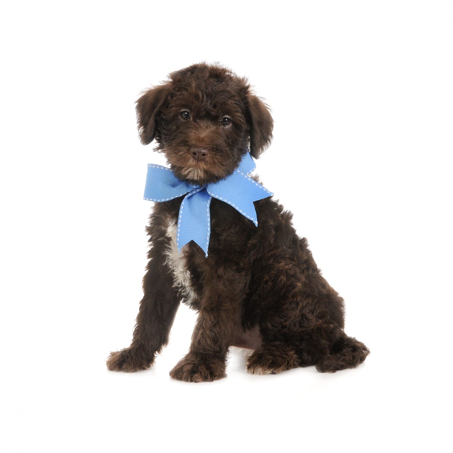 smeraglia's teddy bear schnoodles