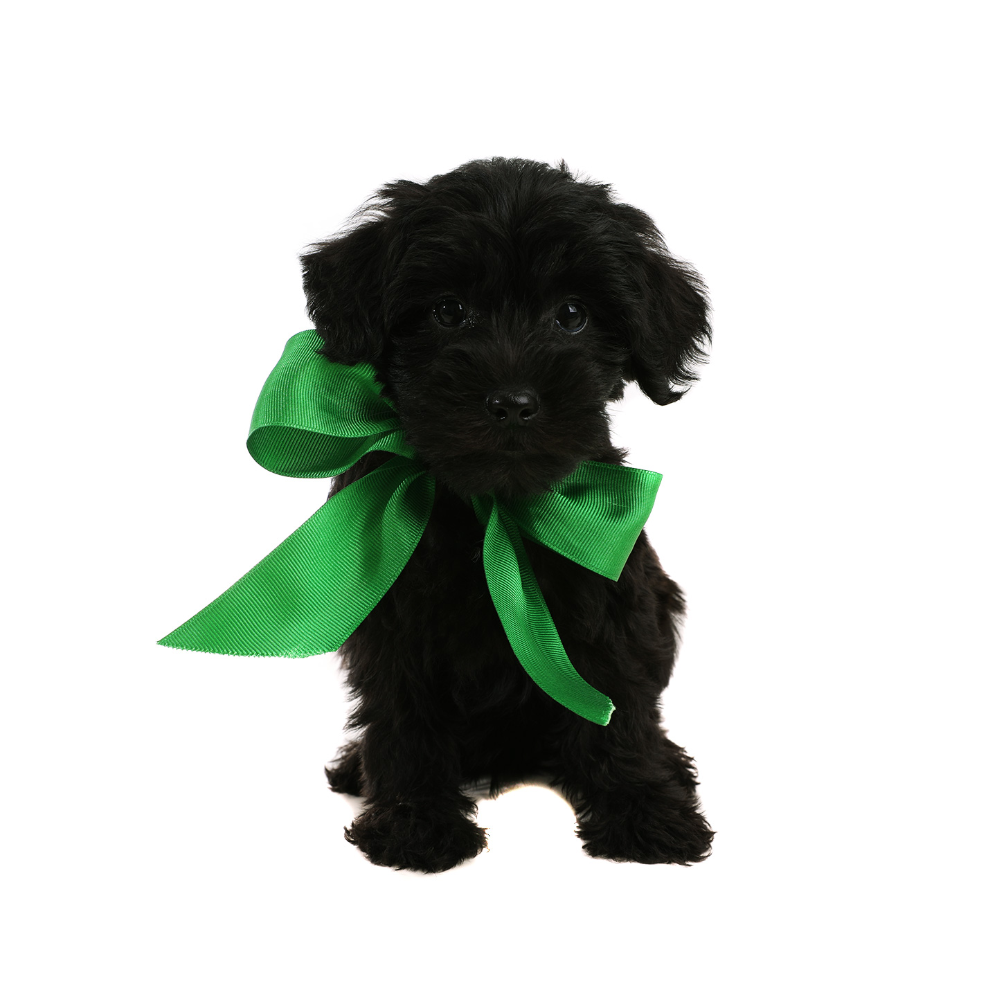 smeraglia's teddy bear schnoodles