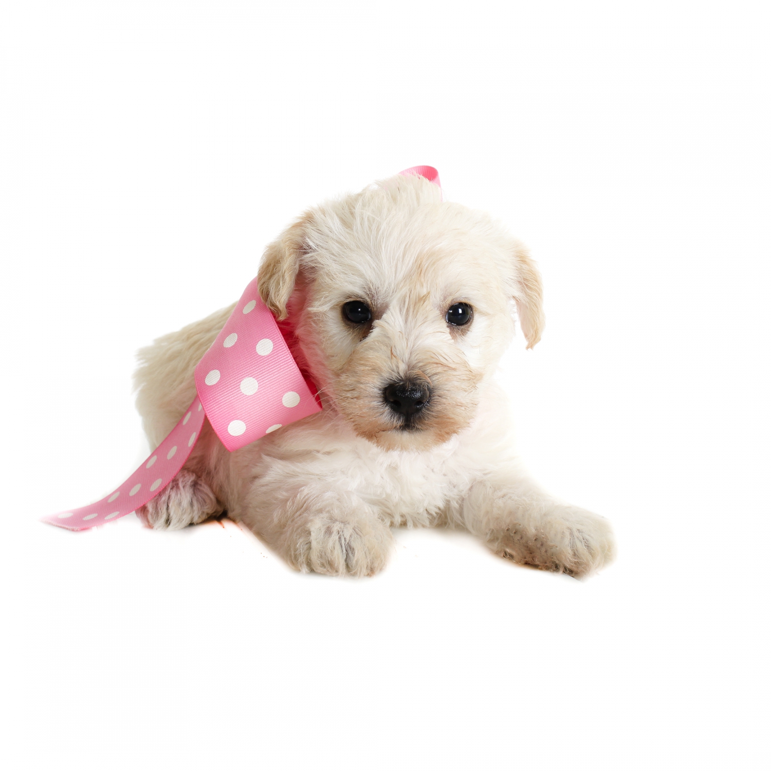 Female Dogs