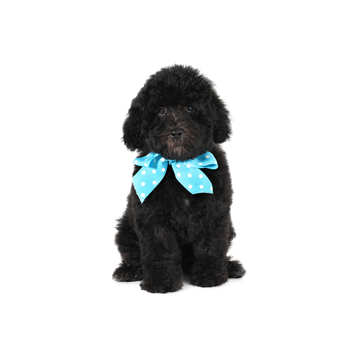smeraglia's teddy bear schnoodles
