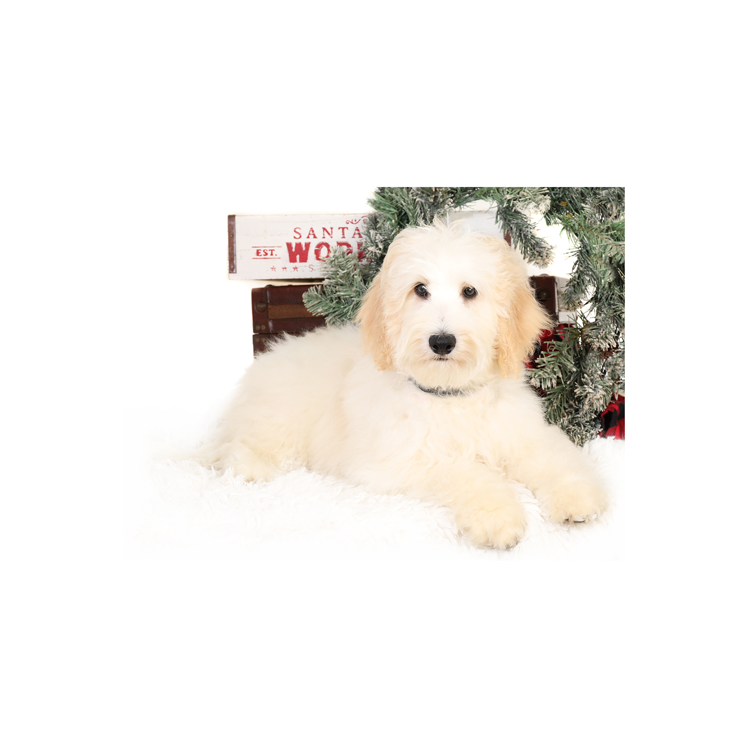 smeraglia's teddy bear schnoodles