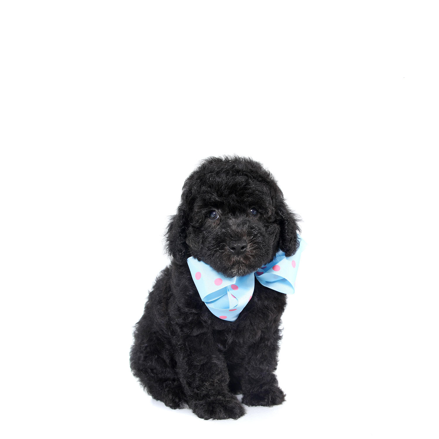 smeraglia's teddy bear schnoodles