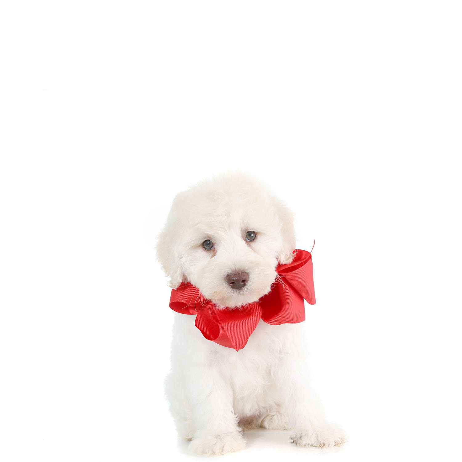 teddybear schnoodles smeraglia