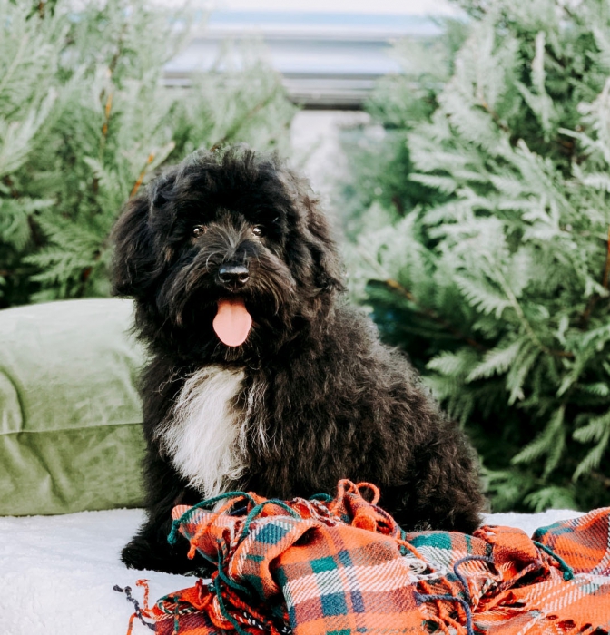 teddybear schnoodles smeraglia