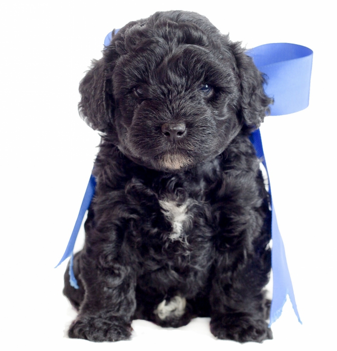 teddy bear schnoodle