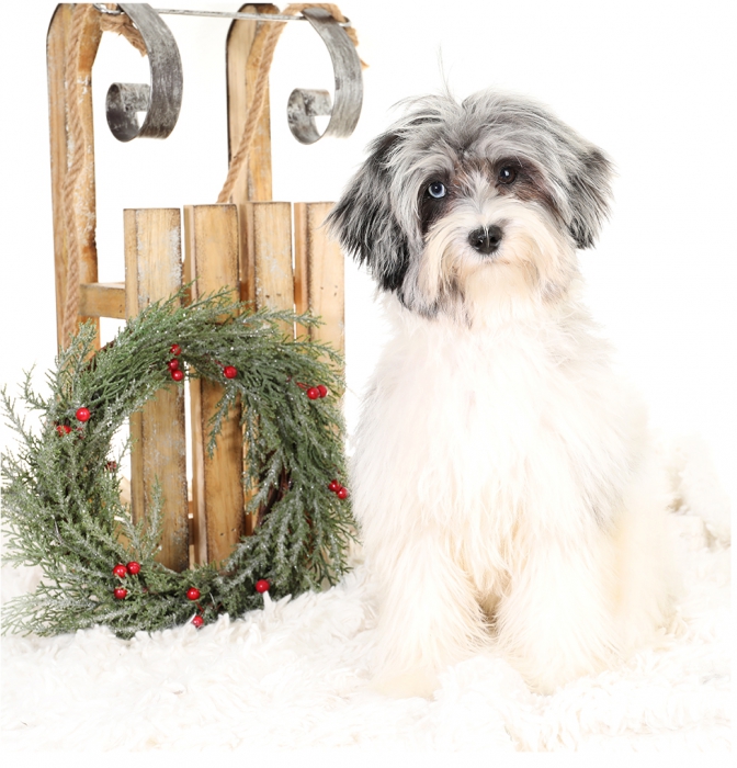 teddybear schnoodles smeraglia