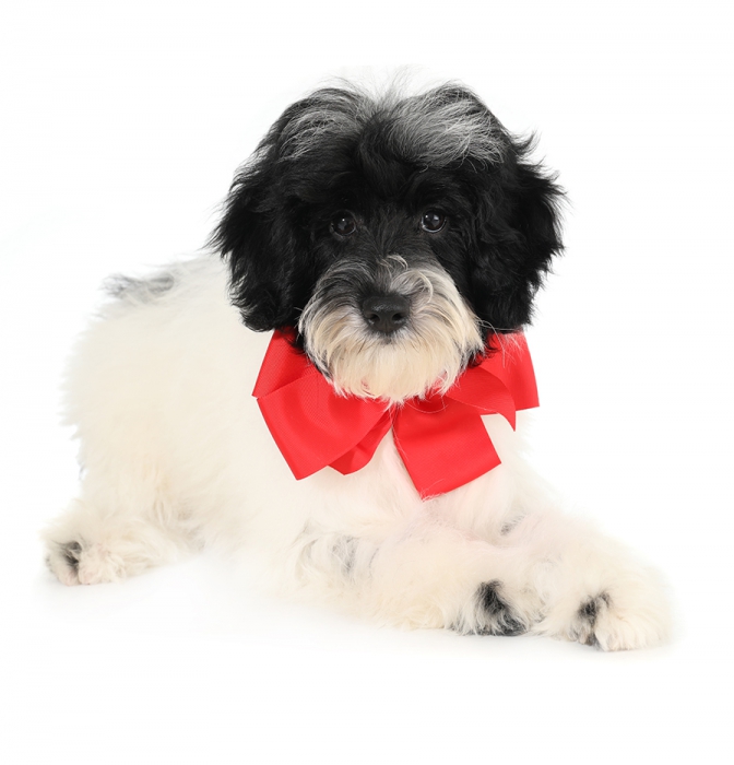 teddybear schnoodles smeraglia