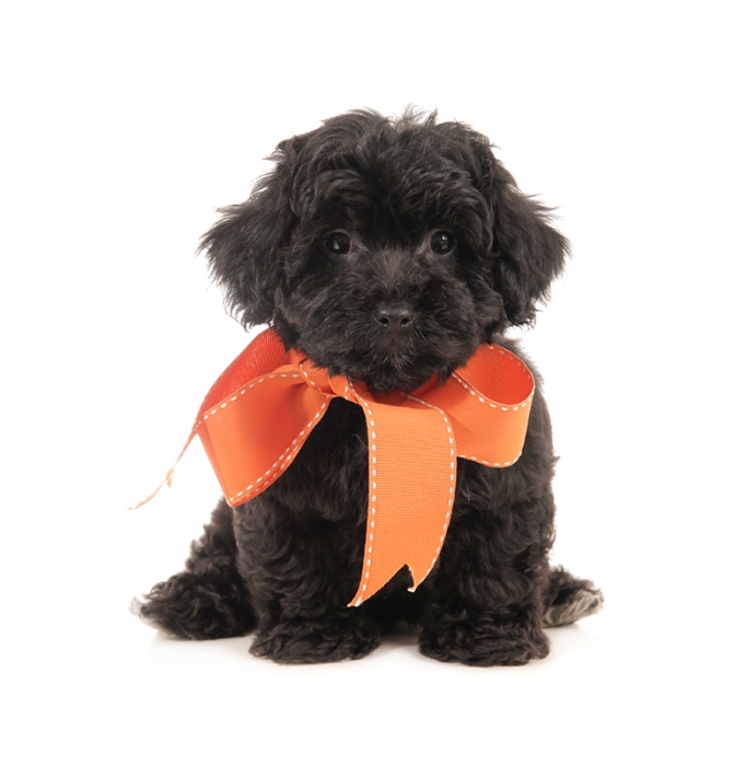 teddybear schnoodles smeraglia