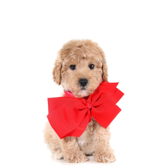 teddybear schnoodles smeraglia