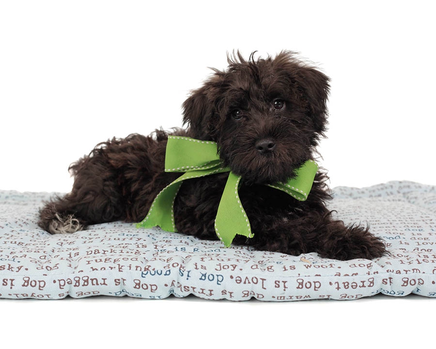what is a teddy bear schnoodle