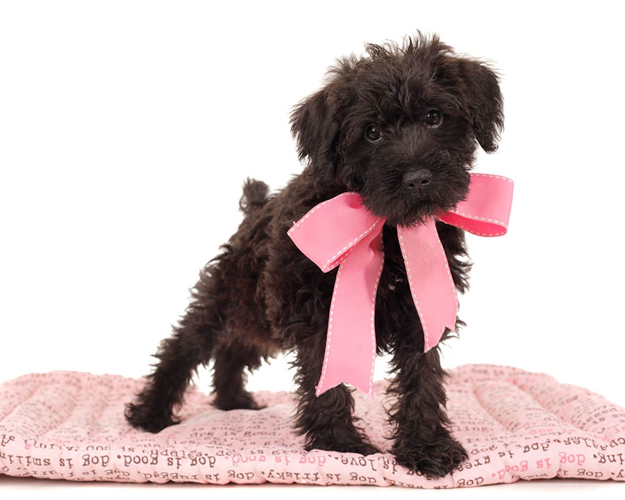 giant teddy bear schnoodles for sale