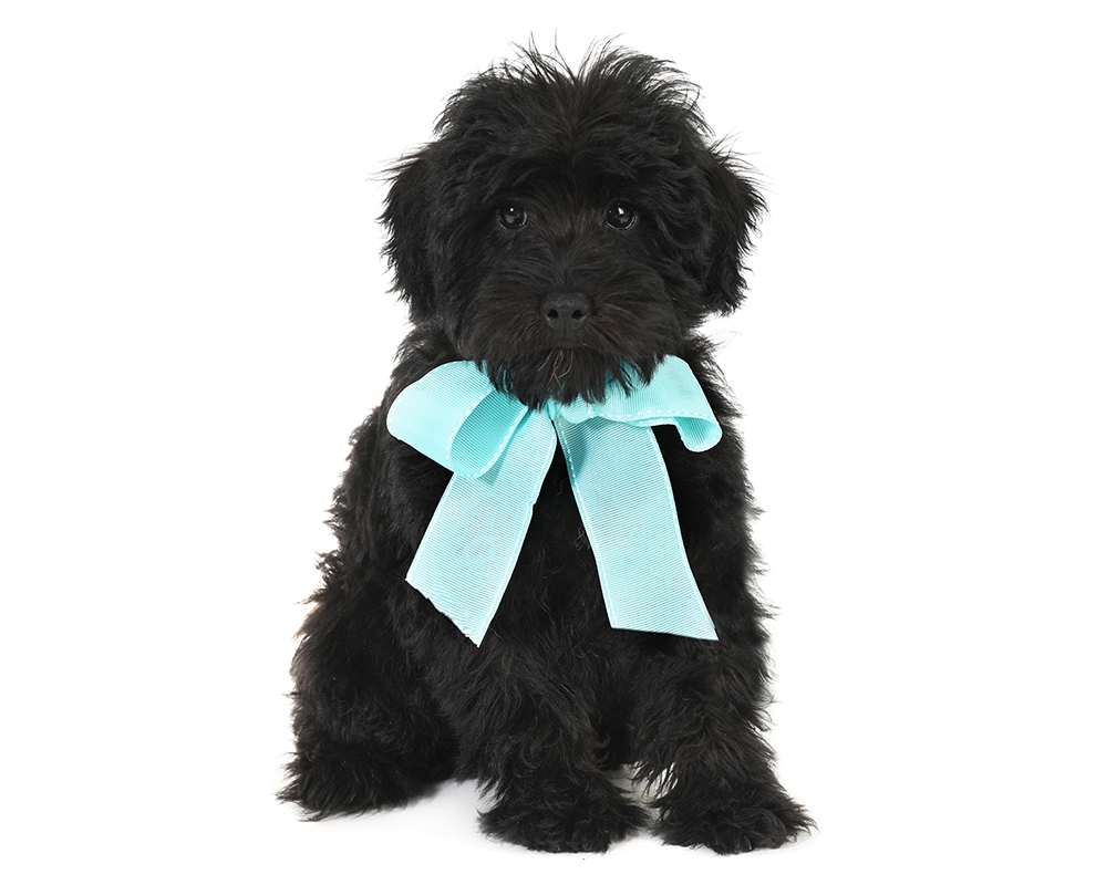 smeraglia's teddy bear schnoodles