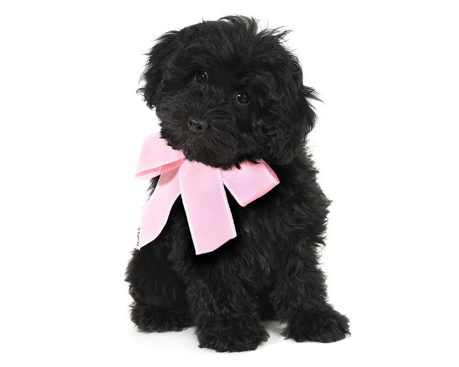 teddy bear schnoodle breeders