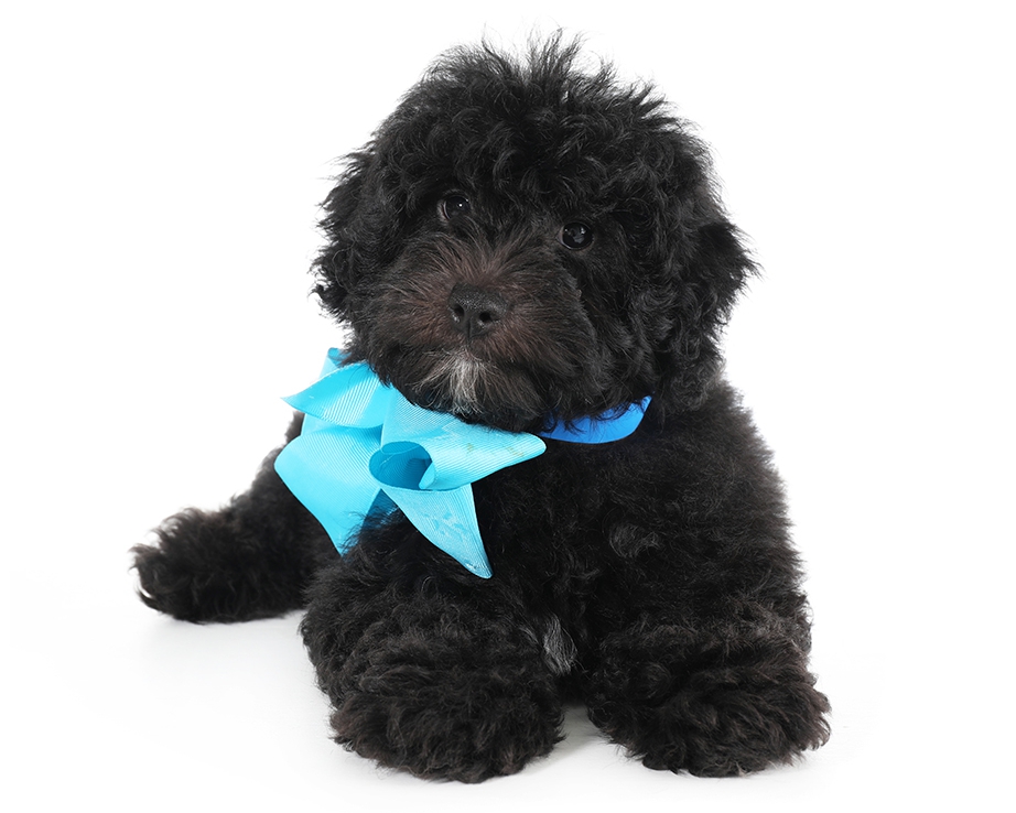 teddybear schnoodles smeraglia