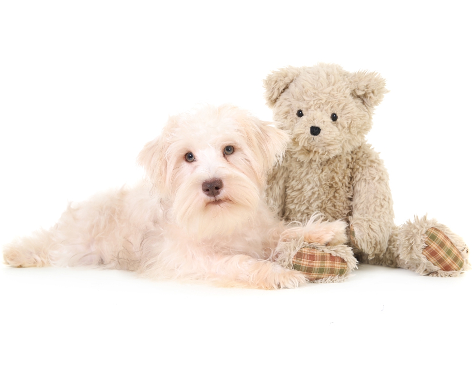smeraglia's teddy bear schnoodles