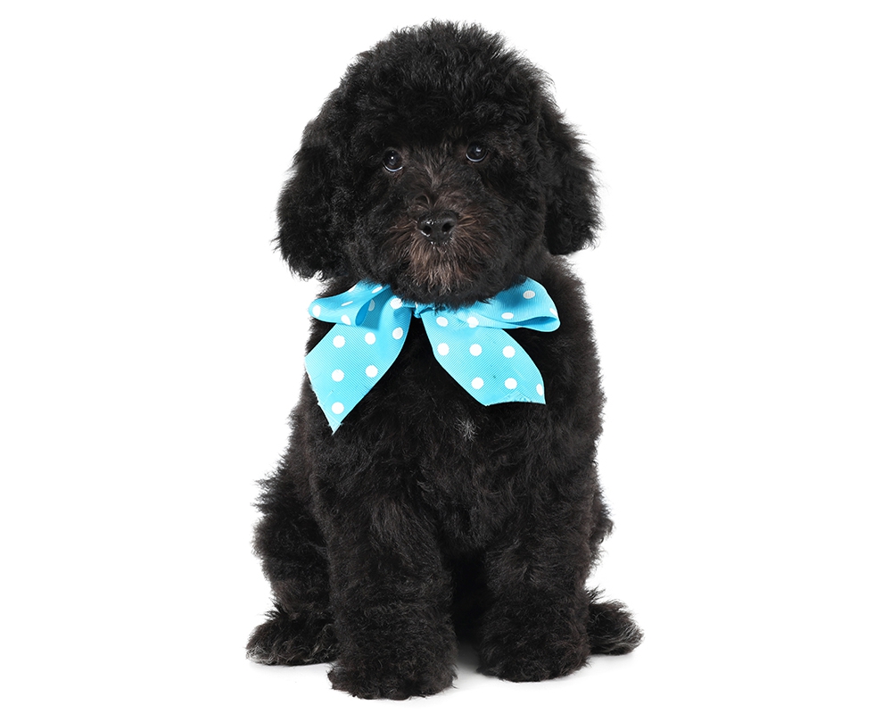 small teddy bear schnoodle