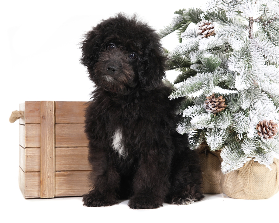 smeraglia's teddy bear schnoodles