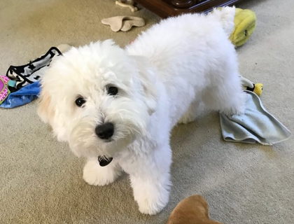 teddy bear schnoodle