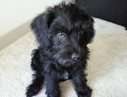 small teddy bear schnoodle