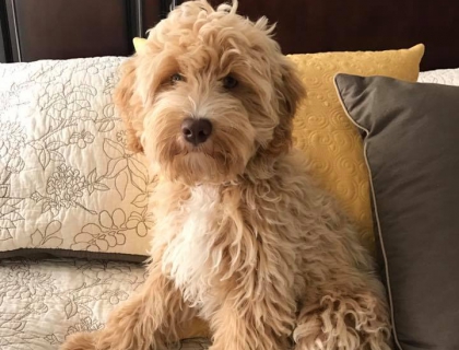 smeraglia's teddy bear schnoodles