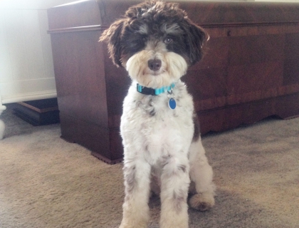 small teddy bear schnoodle
