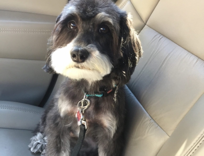 small teddy bear schnoodle