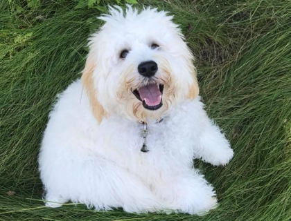 small teddy bear schnoodle