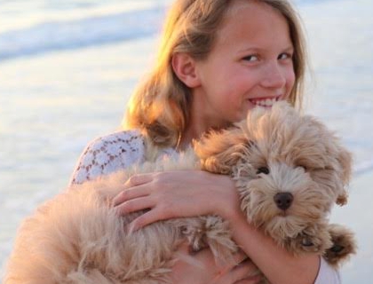small teddy bear schnoodle